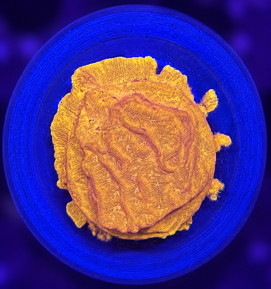 FMC Leptoseris Goldnugget + Coral Mount