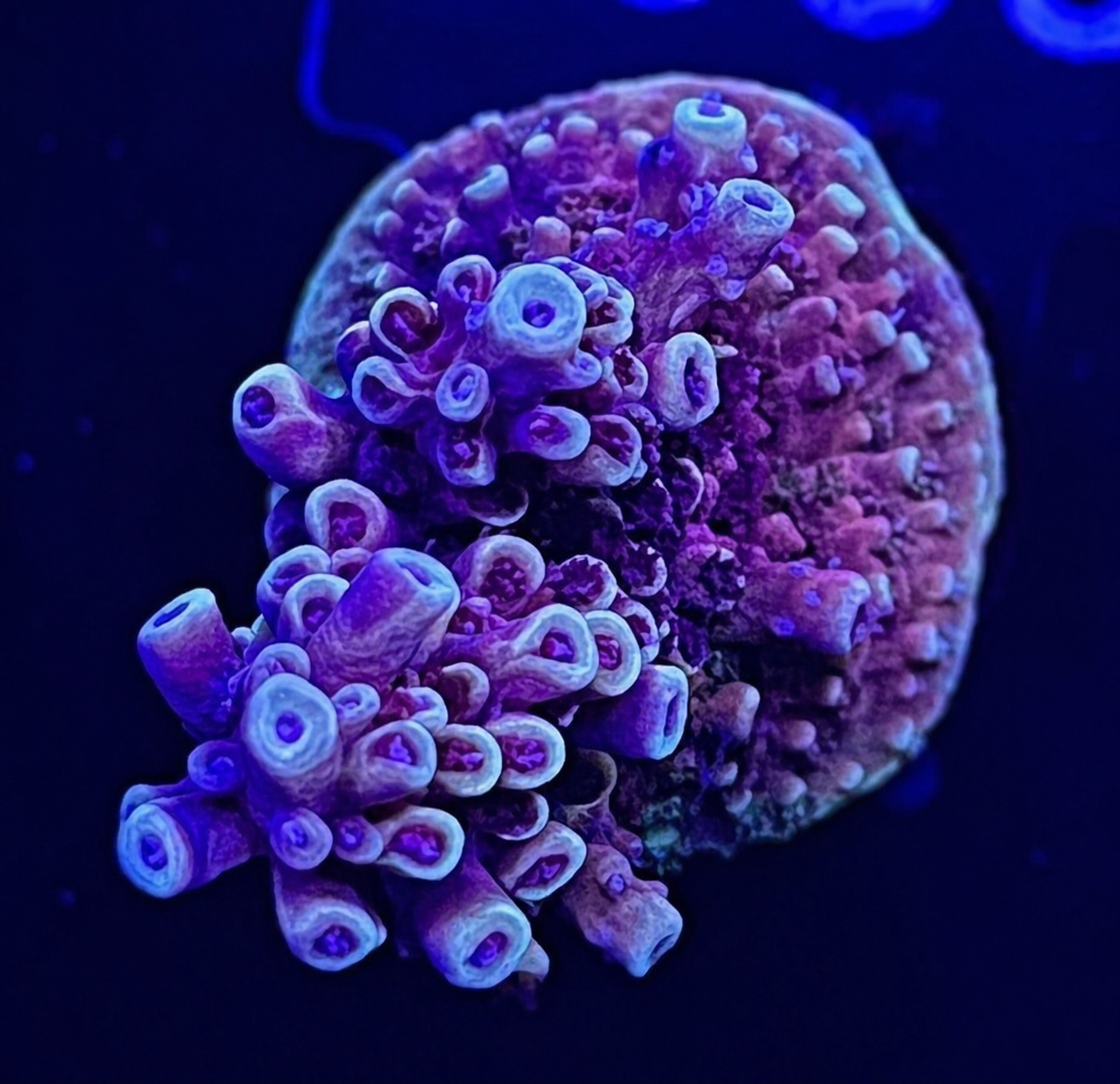 FMC Acropora natalensis Pink Cadillac