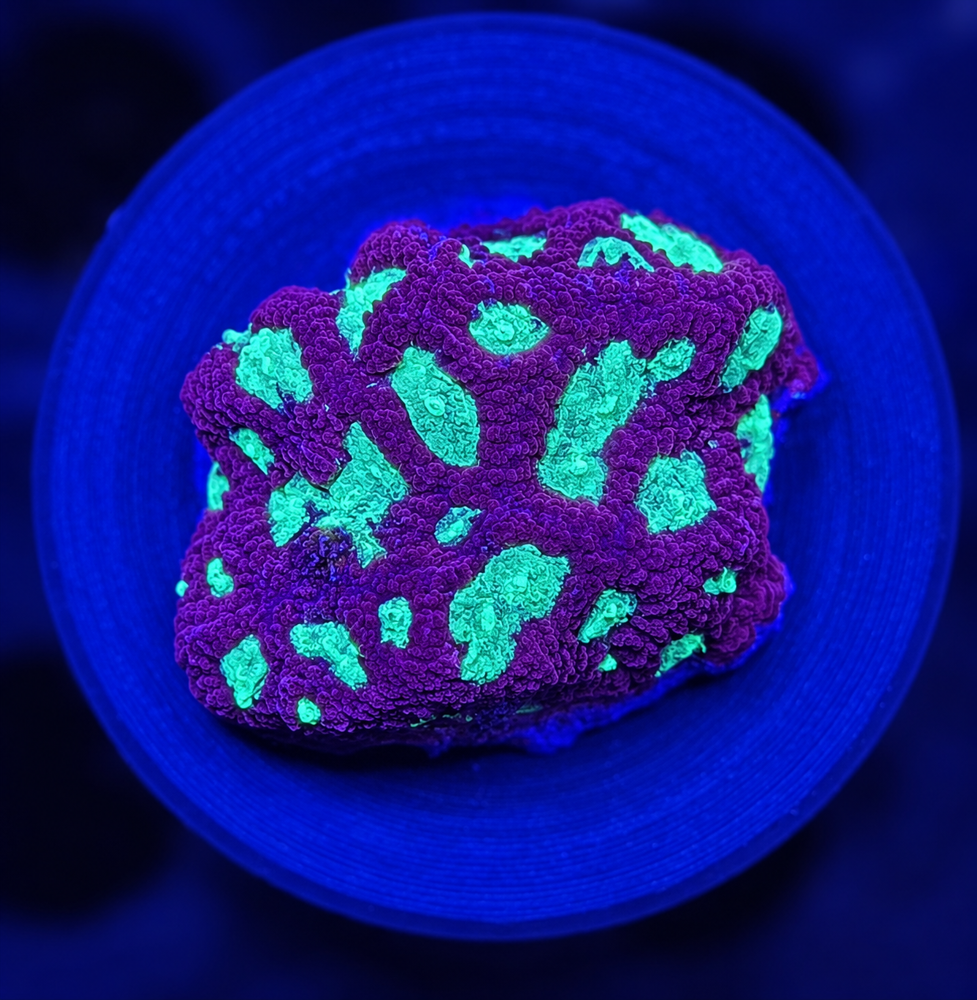 FMC Favia Glitter Space + Coral Mount