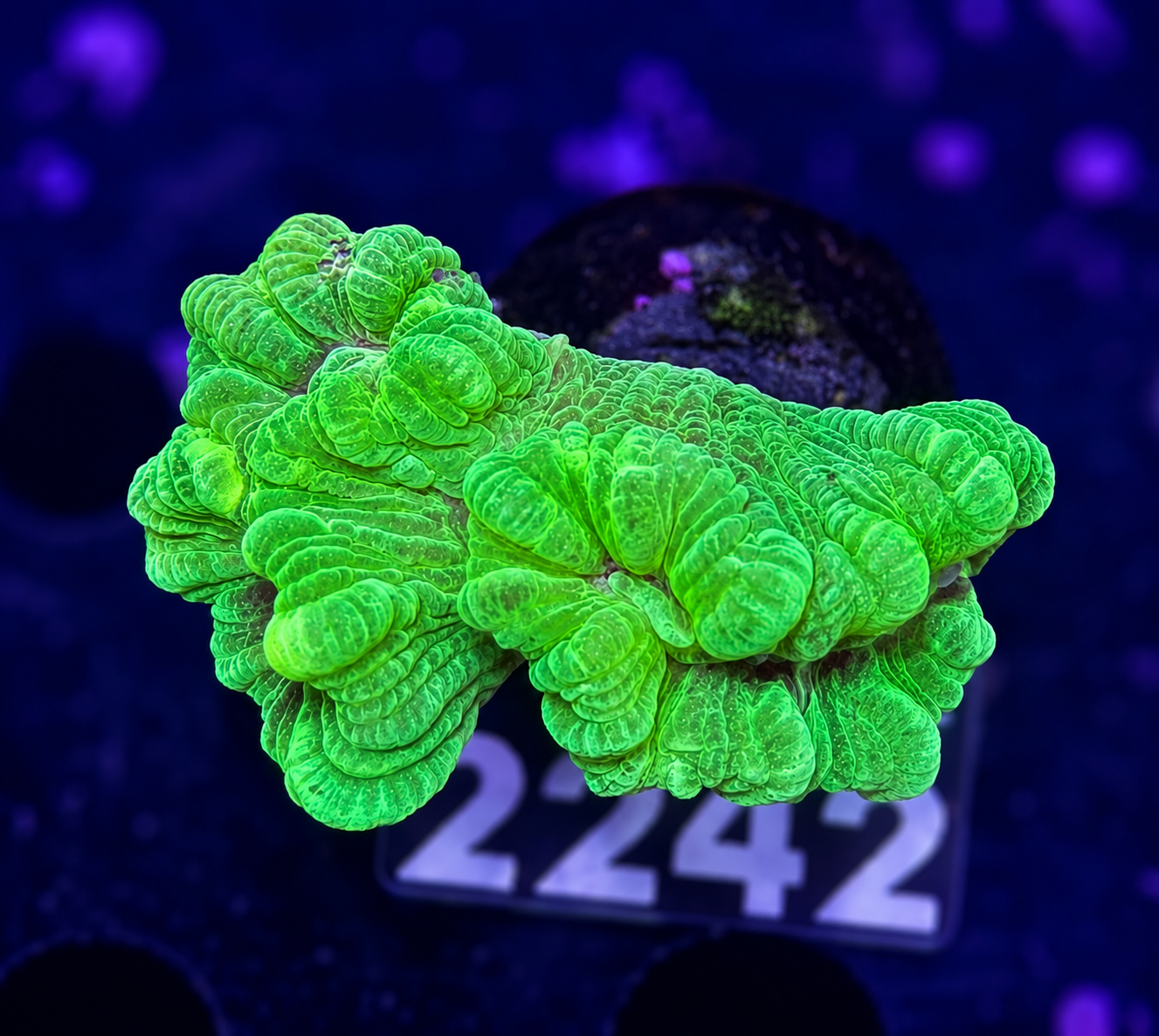 FMC Caulastrea curvata Kryptonite