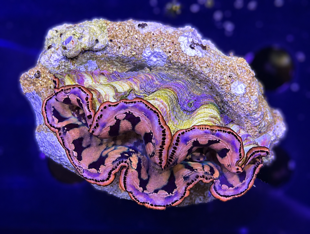 FMC Tridacna maxima