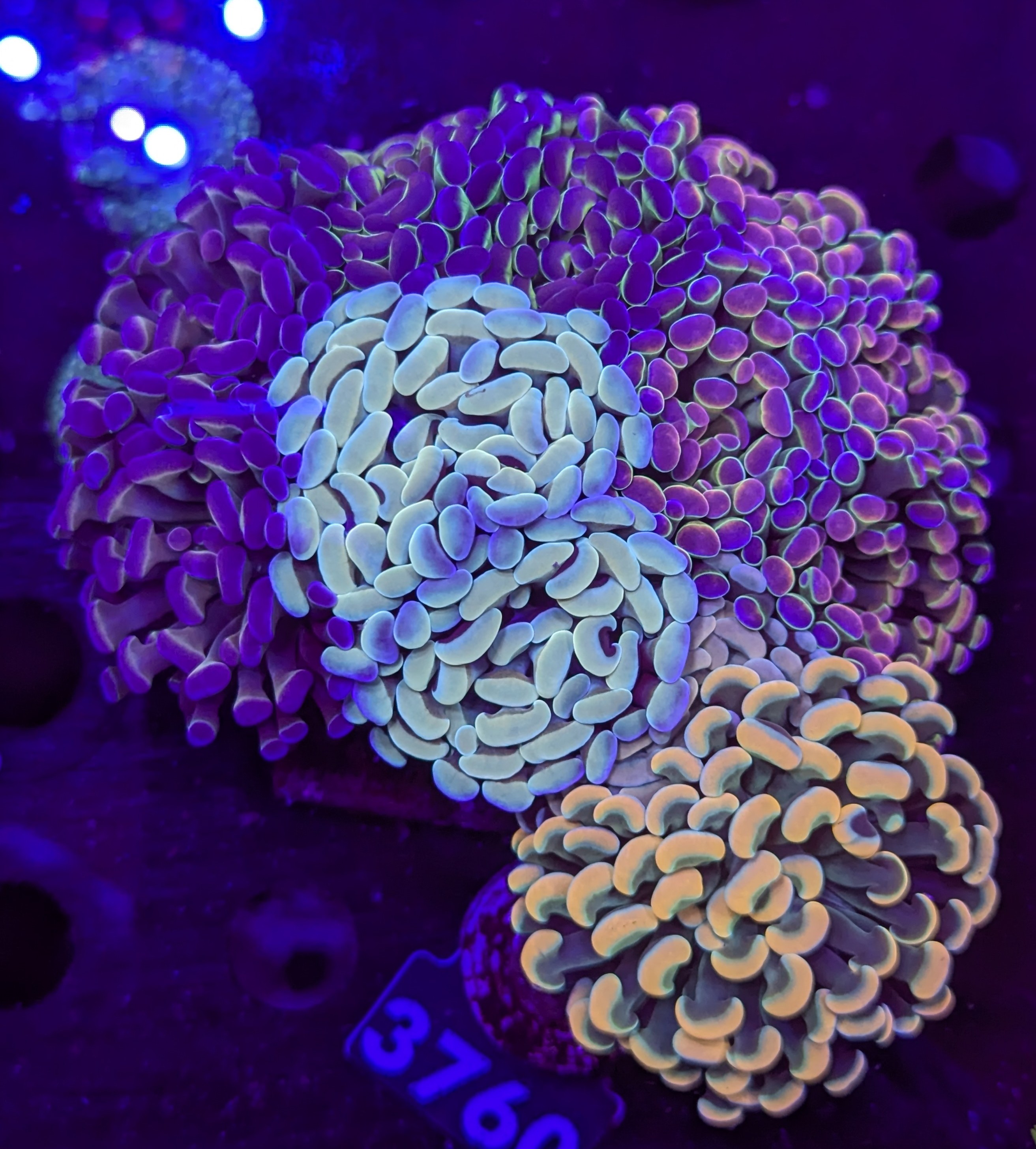 FMC Euphyllia garden