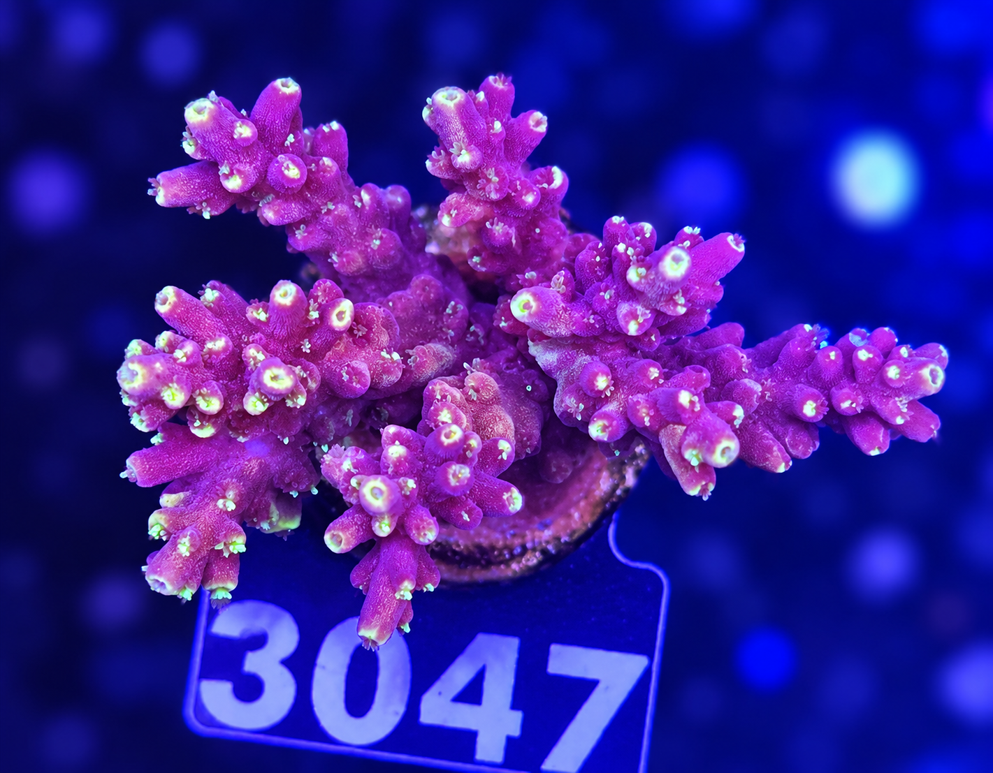 FMC Acropora latistella Bali Shortcake