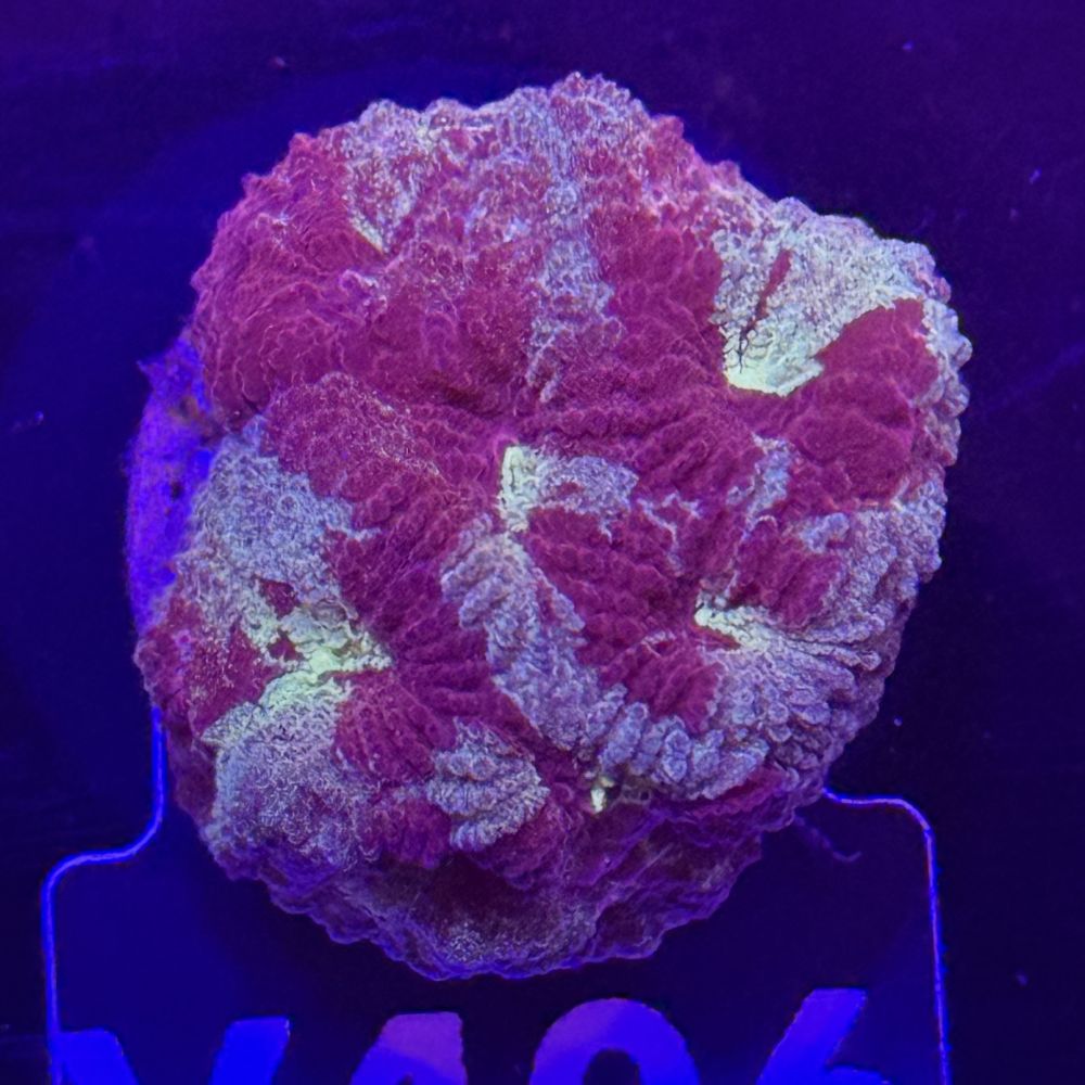 FMC Favia Camouflage V