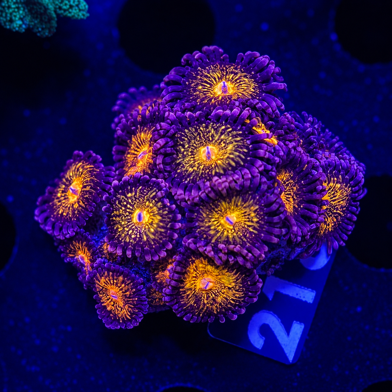 FMC Zoanthus Fairy muncher