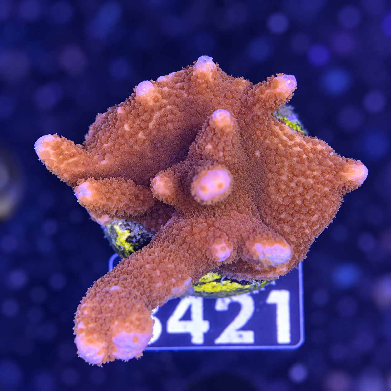 FMC Montipora digitata red