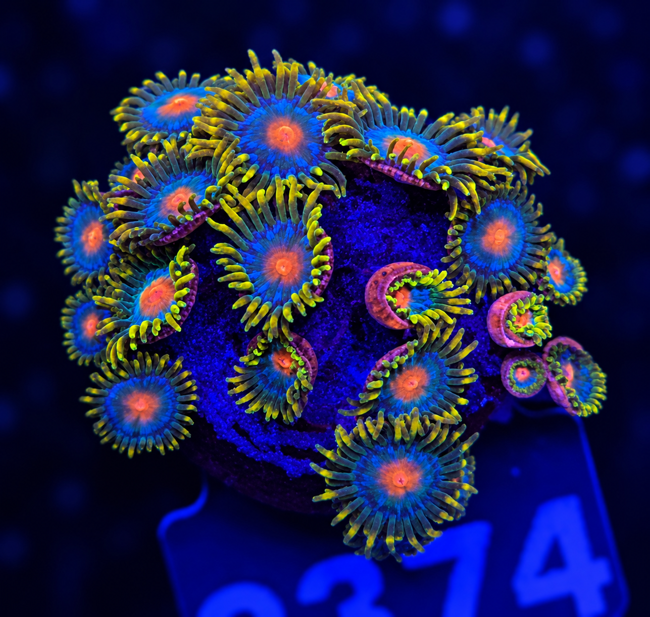 FMC Zoanthus Jefferson