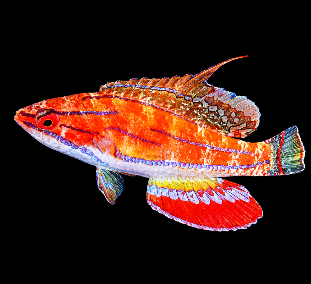 Paracheilinus mccoskeri - McCoskers Zwerglippfisch Männchen!
