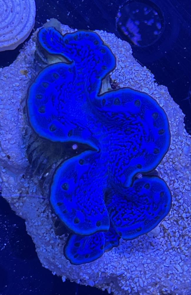 FMC Tridacna maxima