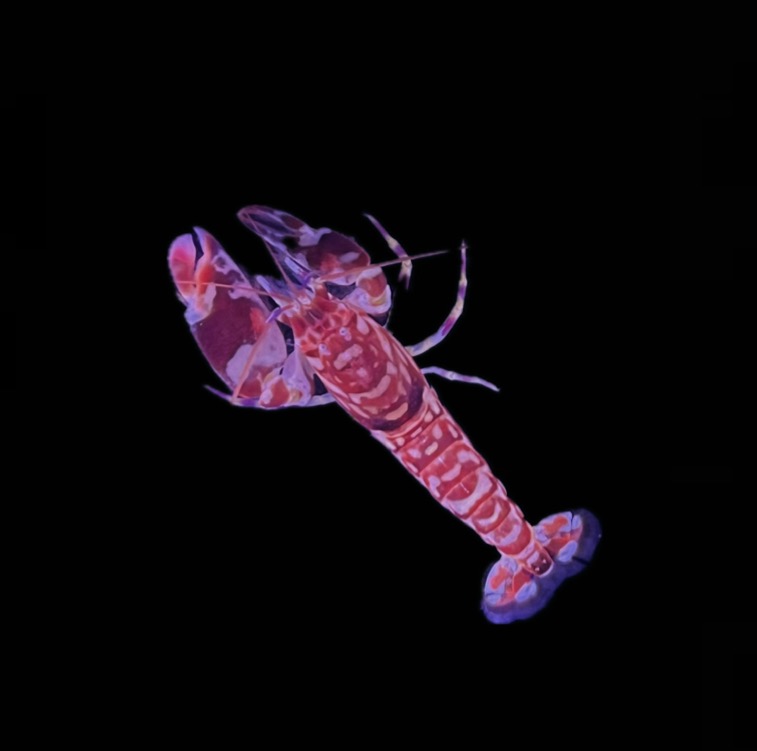 Alpheus bellulus - Tiger Knallkrebs 3 - 4 cm