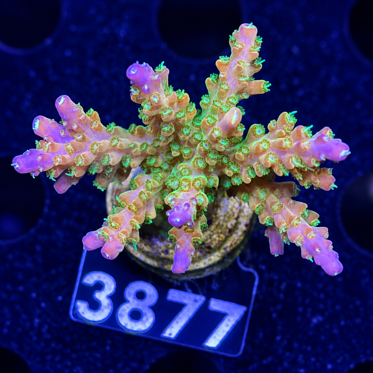 FMC Acropora divaricata Mango Garden