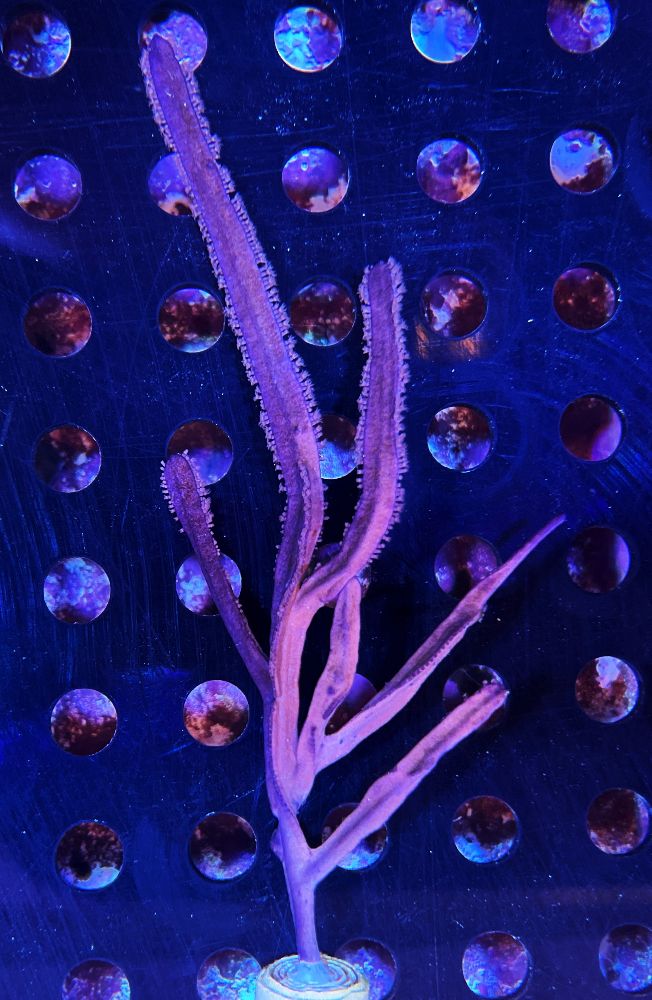 FMC Pterogorgia guadalupensis V