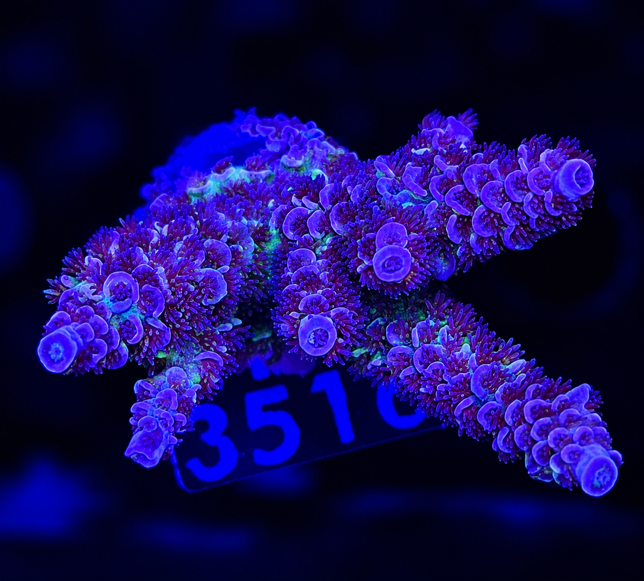 FMC Acropora tenuis