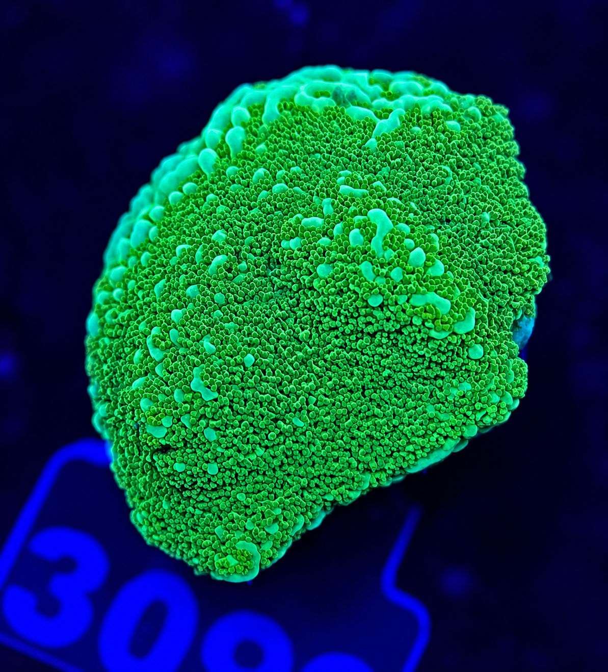 FMC Montipora Pokerstar