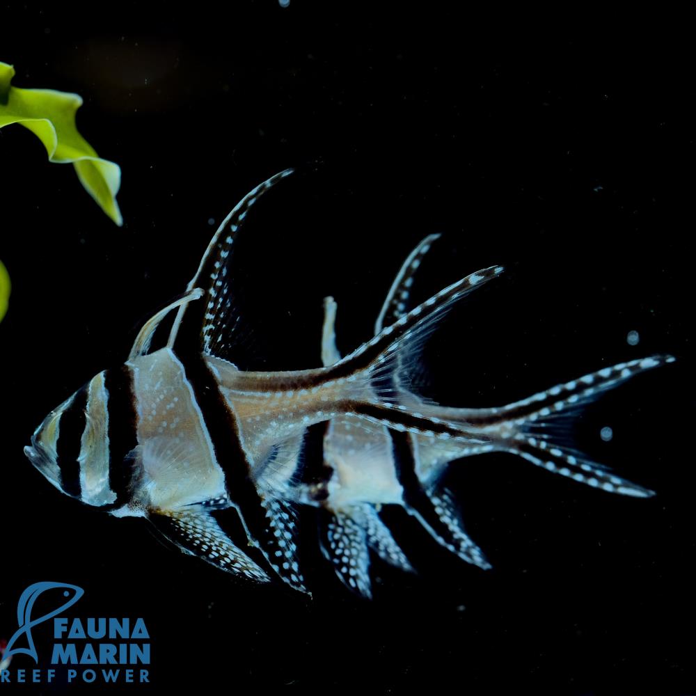 Pterapogon kauderni - Kardinalbarsch DNZ!