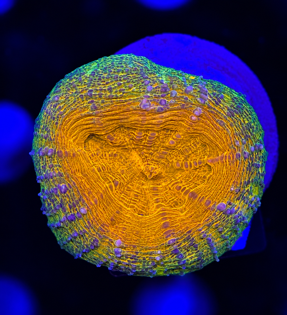 FMC Lobophyllia Orange aussi