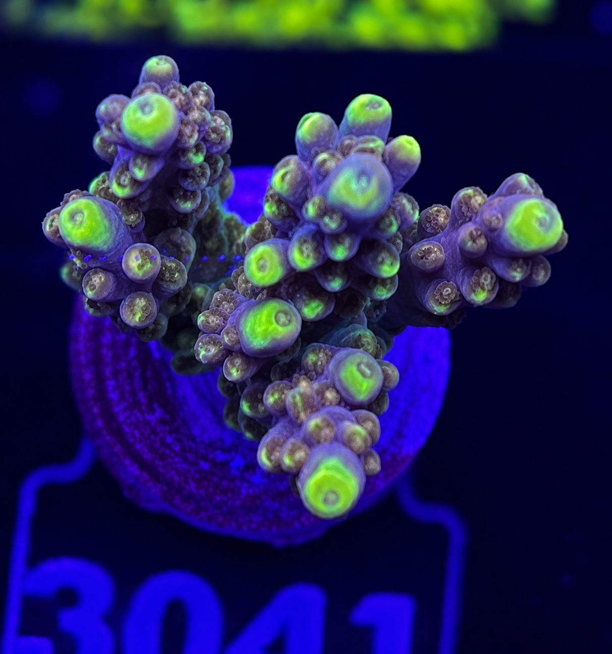 FMC Acropora sp