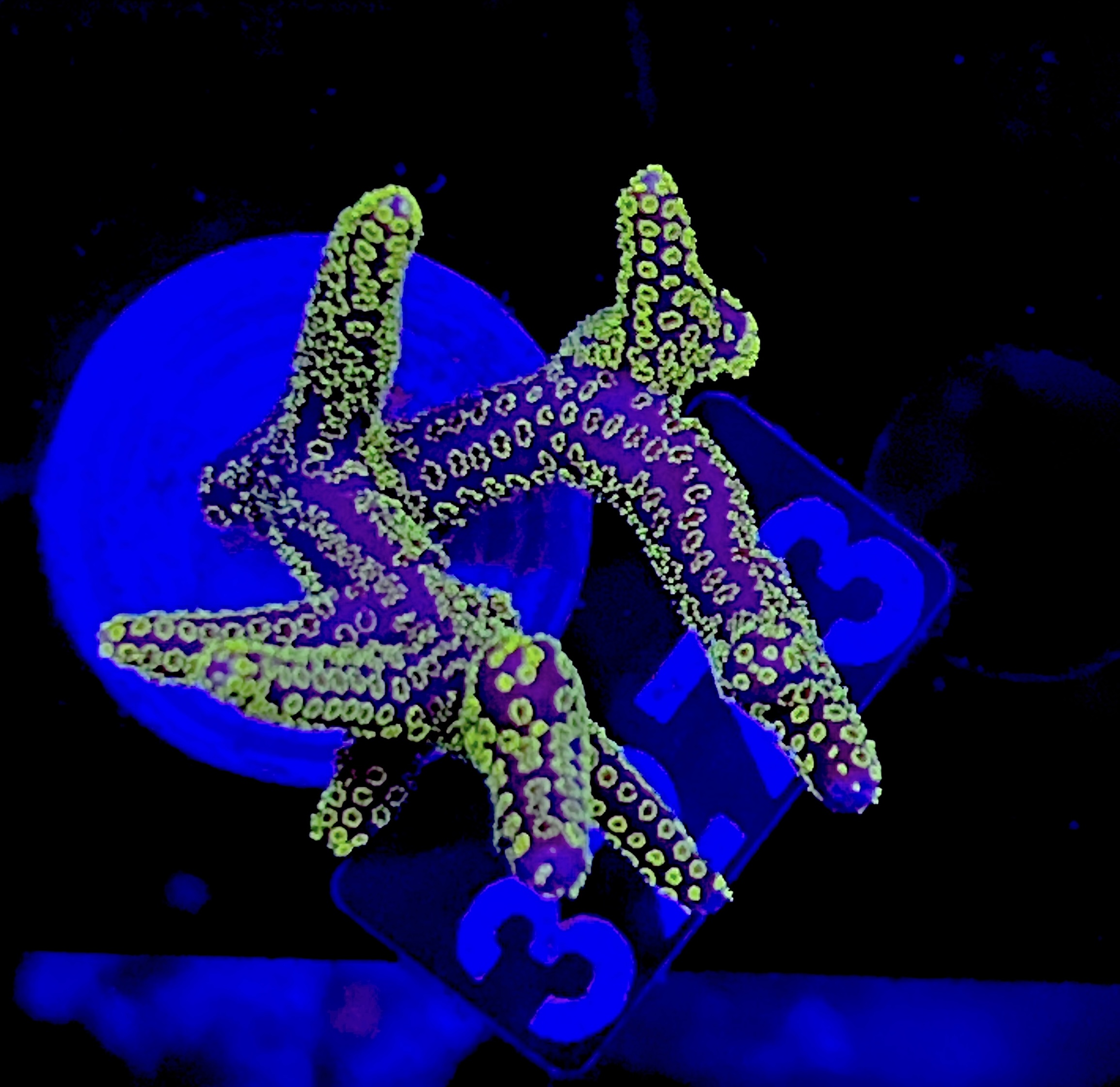 FMC Seriatopora caliendrum pink green polyps V