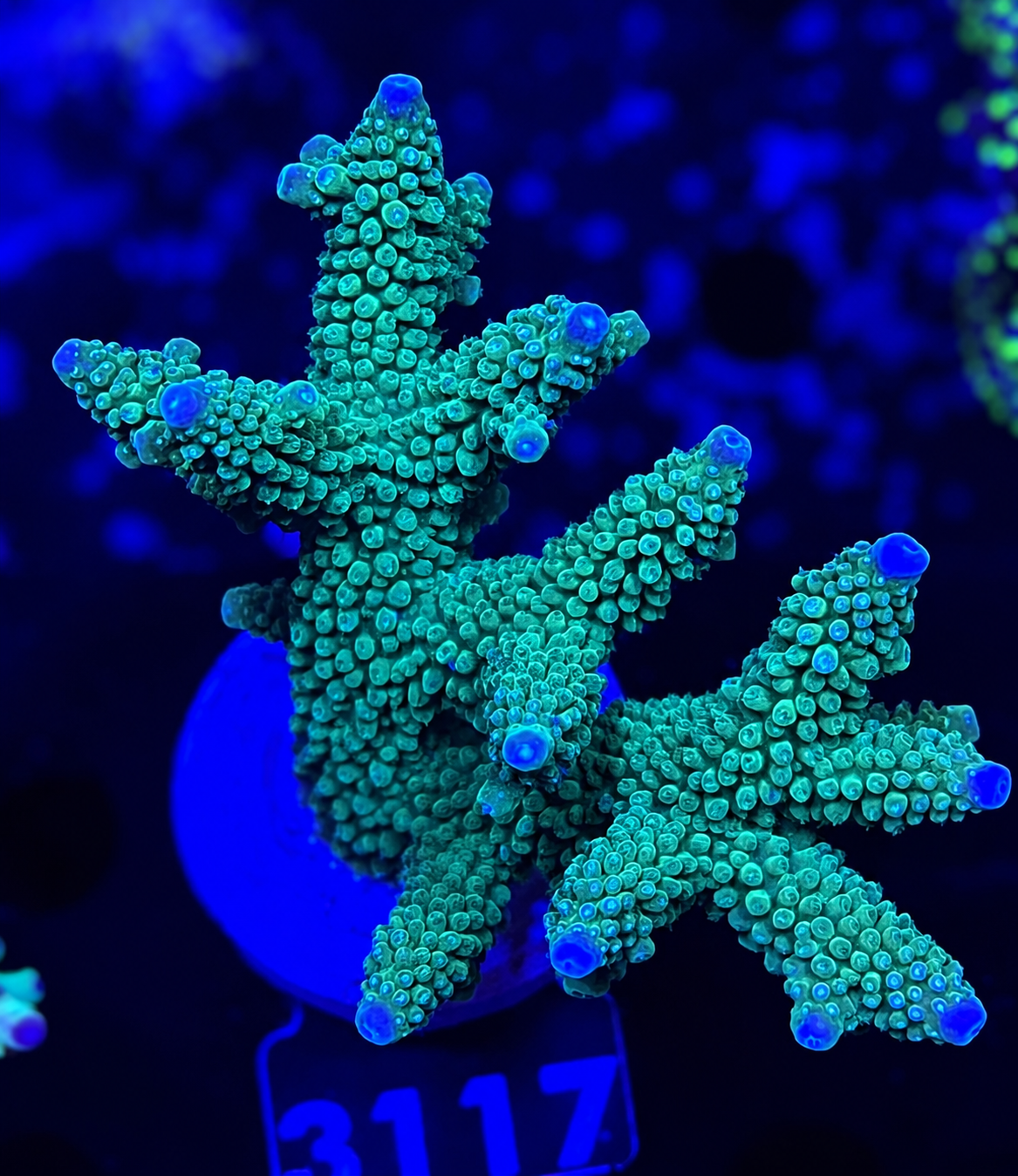 FMC Acropora loiseteae