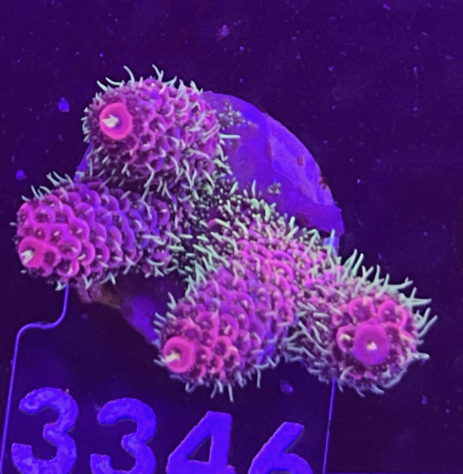 FMC Acropora Millepora green polyps