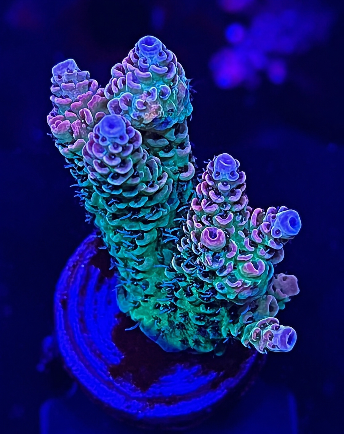 FMC Acropora millepora rainbow