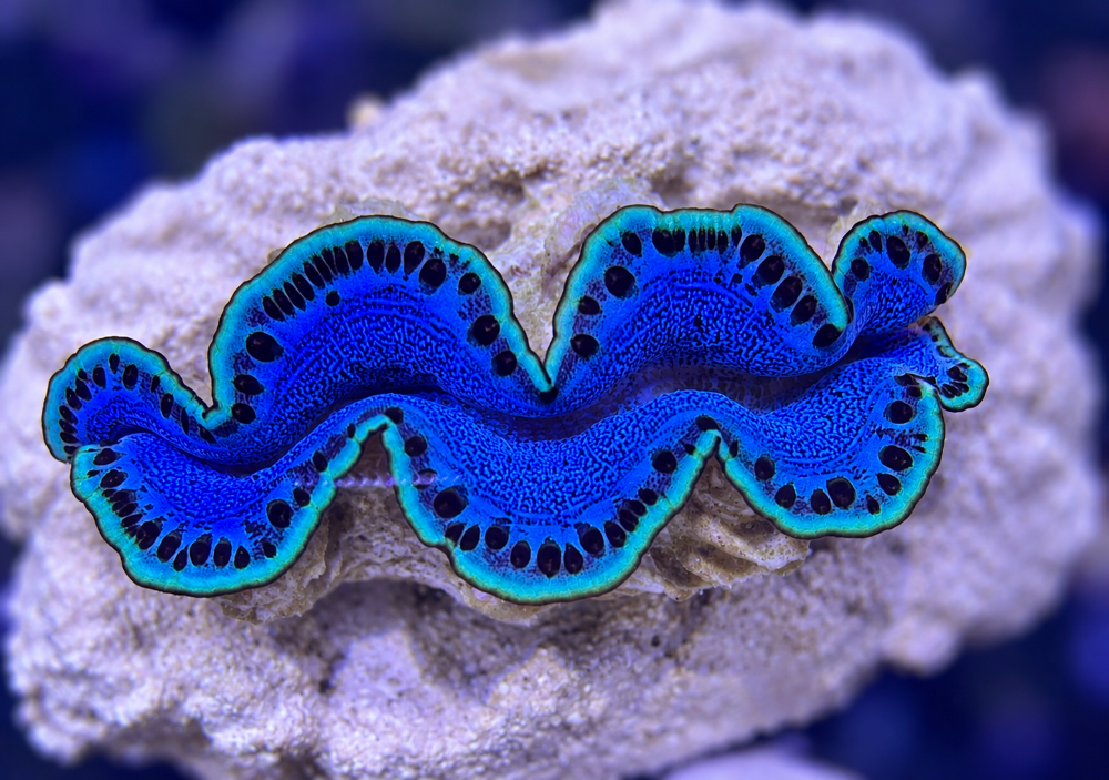 FMC Tridacna maxima
