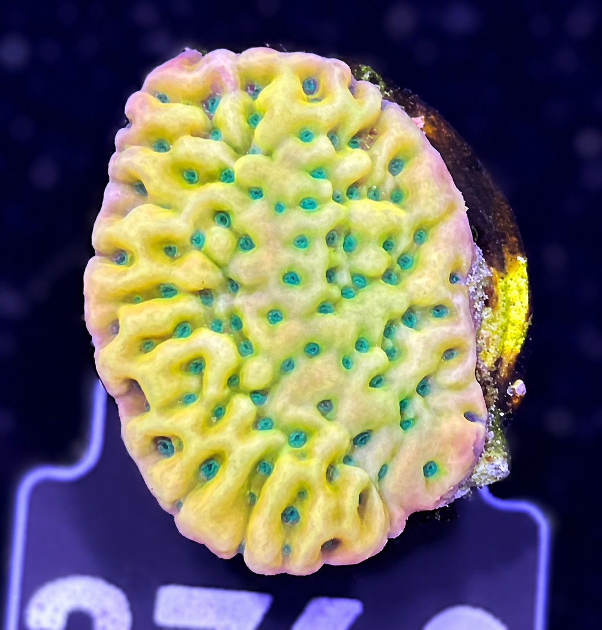 FMC Montipora palawanensis Beach Bum