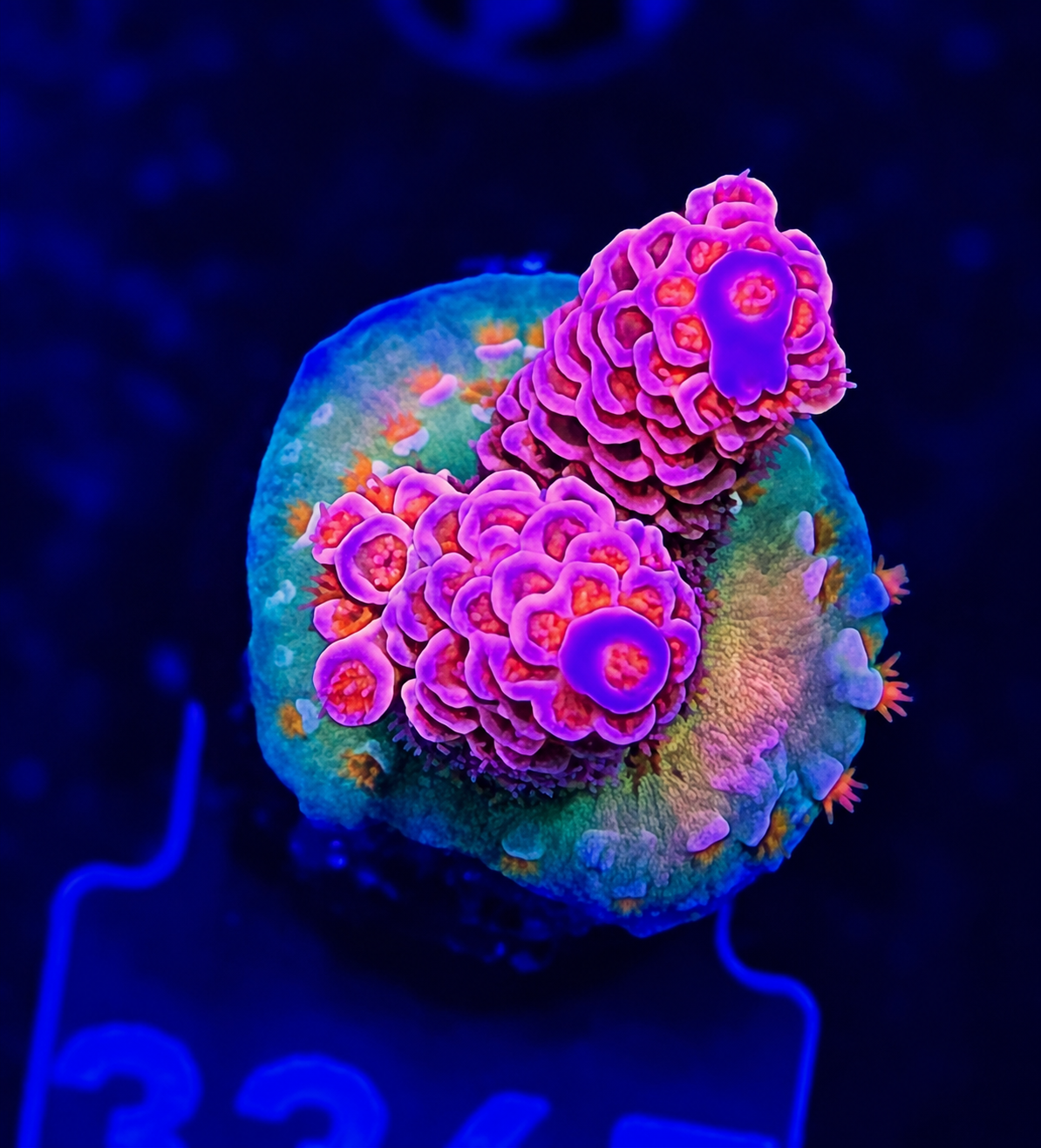 FMC Acropora tenuis pink