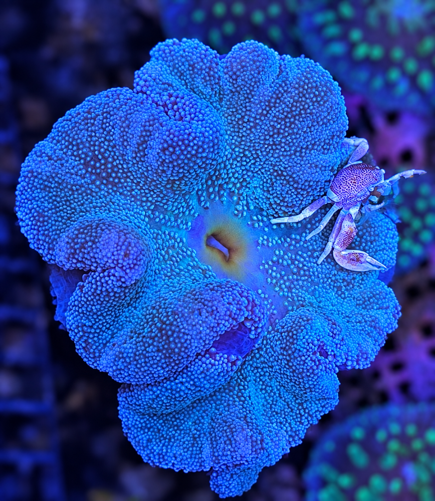 FMC Stichodactyla haddoni + Neopetrolisthes maculatus