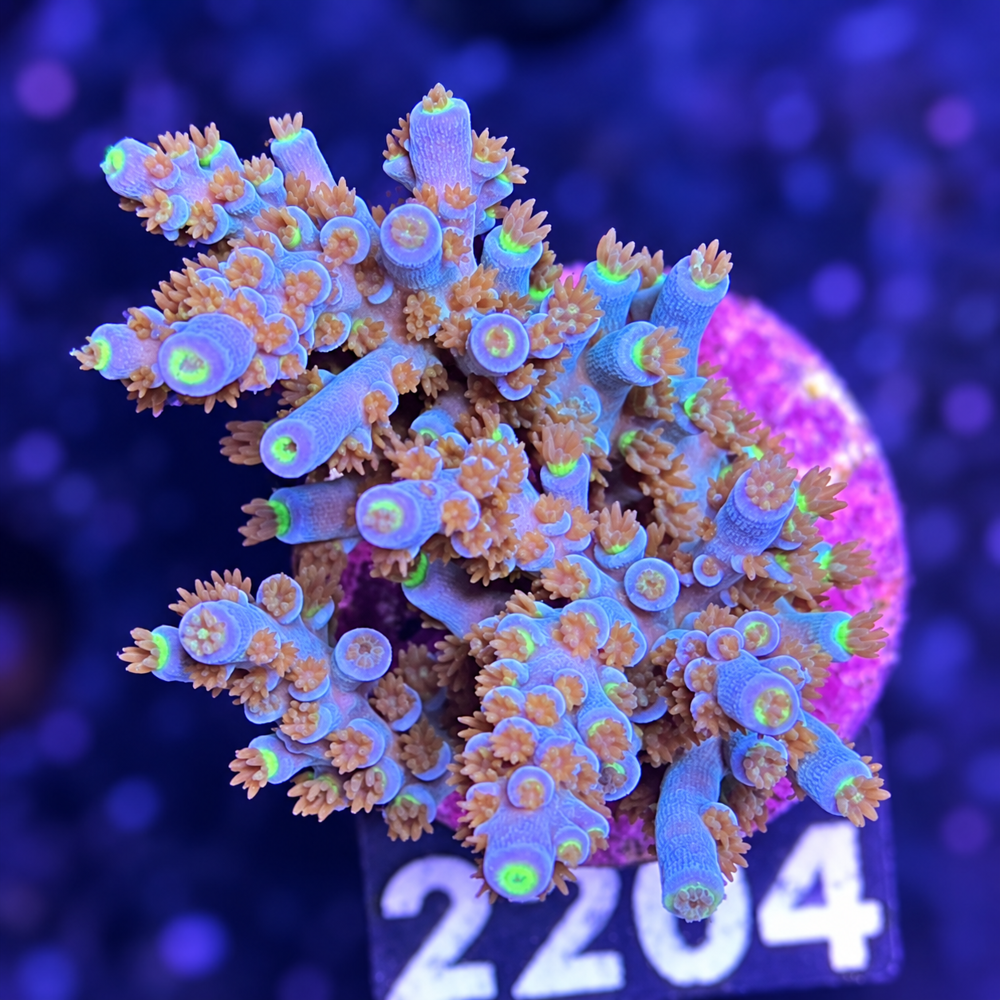 SciReef Acropora kenti Grade 1 Twin