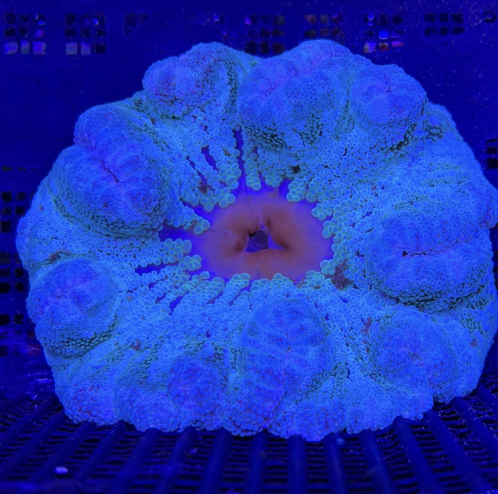 FMC Stichodactyla haddoni blue/green