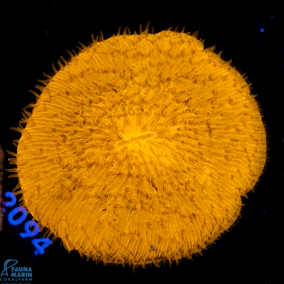 FMC Fungia Orange