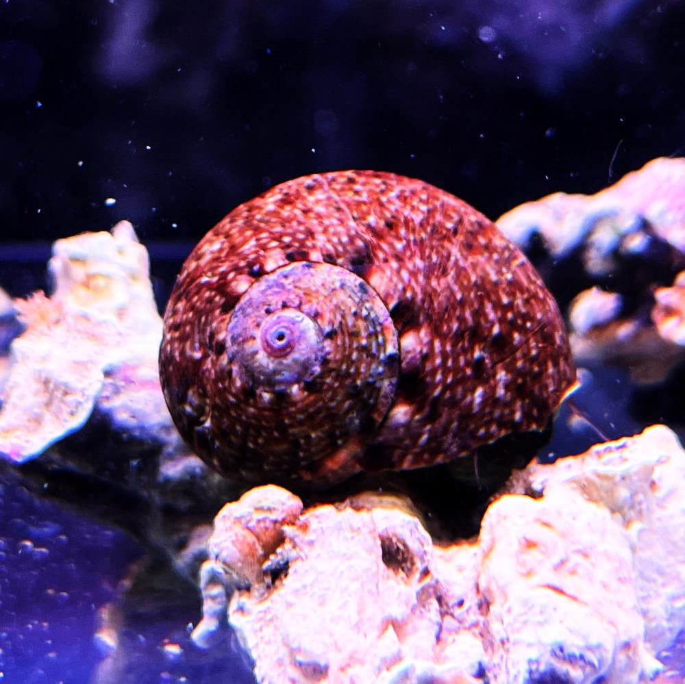 Lunella cinerea - Glatte Mondschnecke