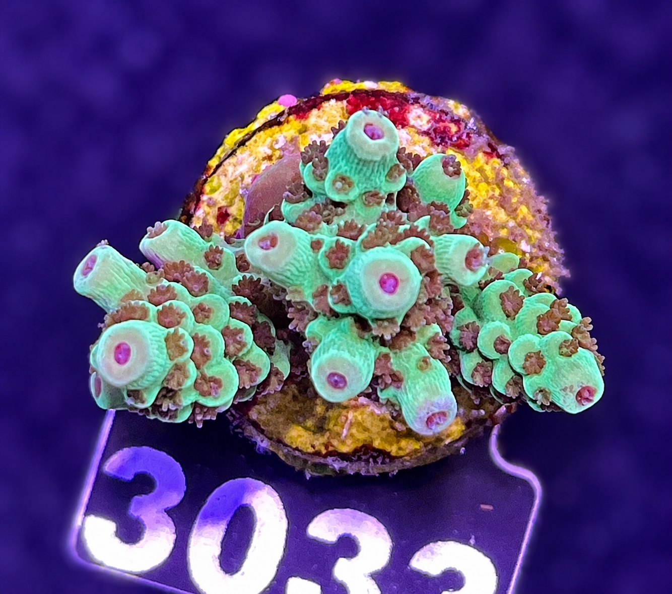 FMC Acropora sarmentosa
