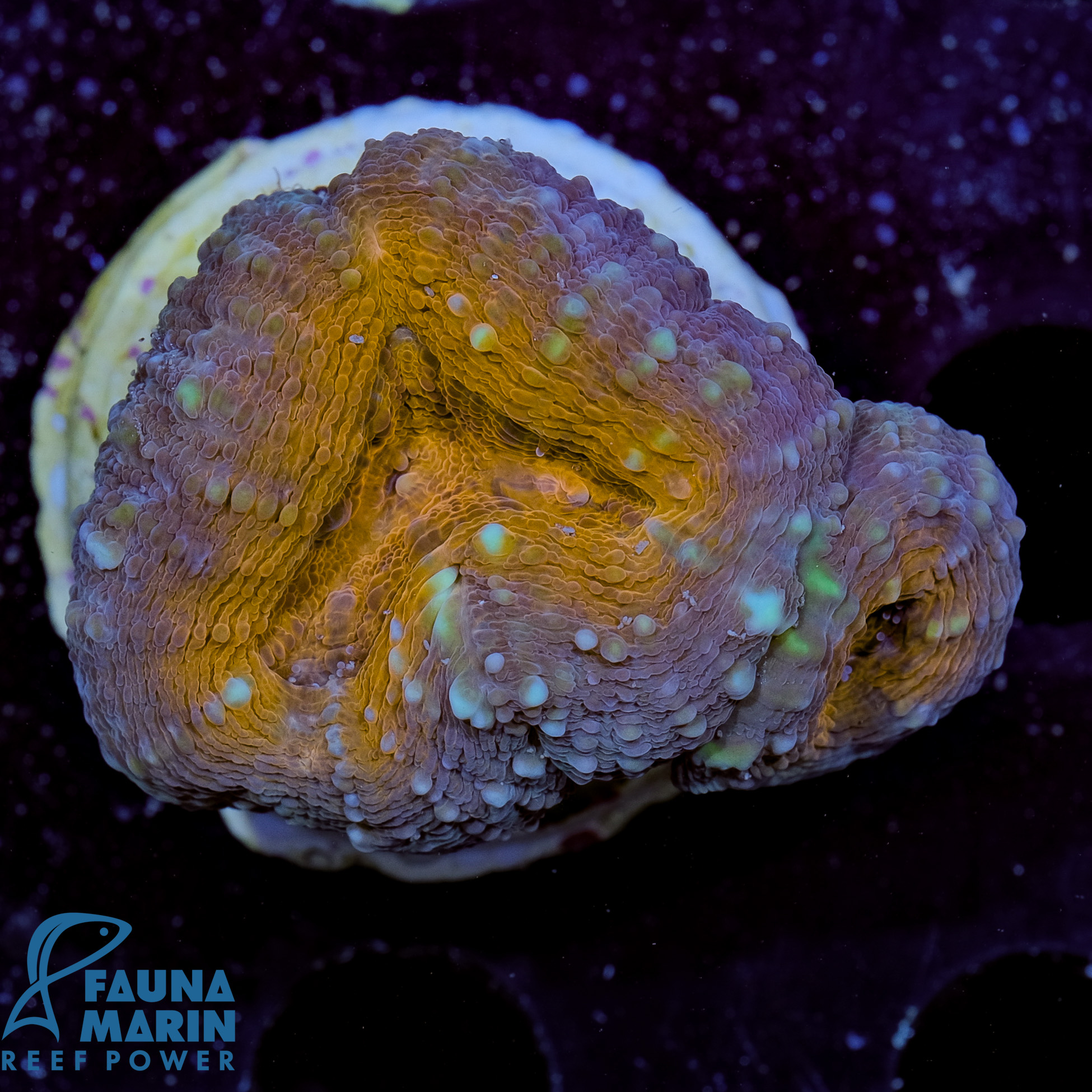 FMC Lobophyllia aussi Orange Shine 1 Polyp V