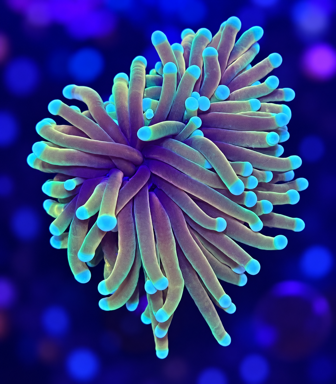 FMC Euphyllia glabrescens Torch
