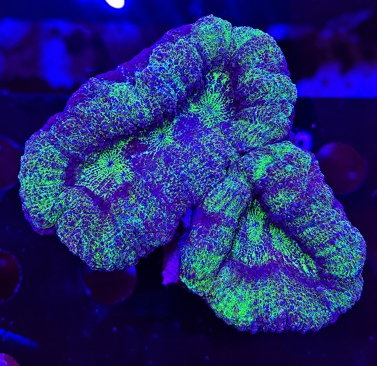 FMC Lobophyllia green
