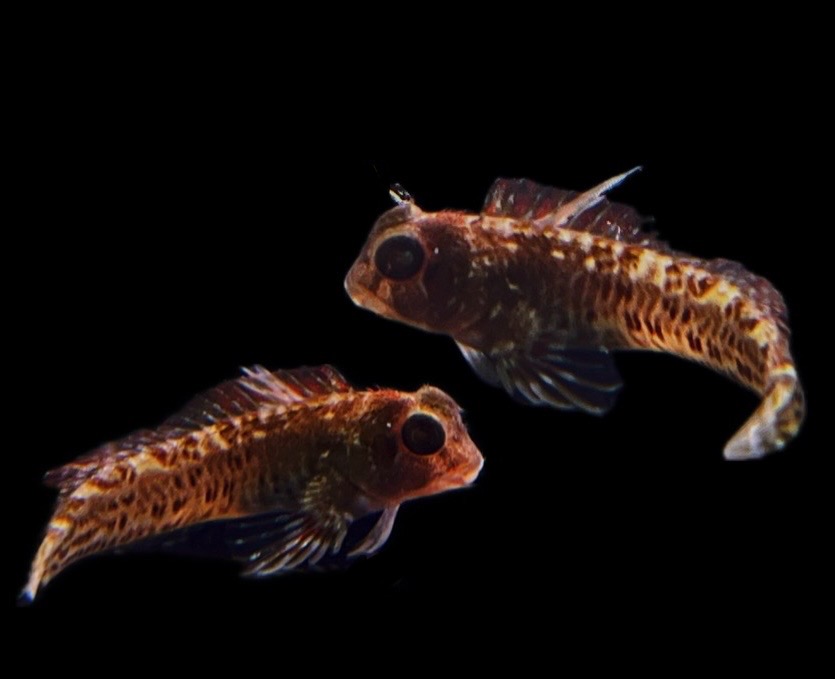 Scartella cristata - Hahnenkamm- Schleimfisch 3-4 cm