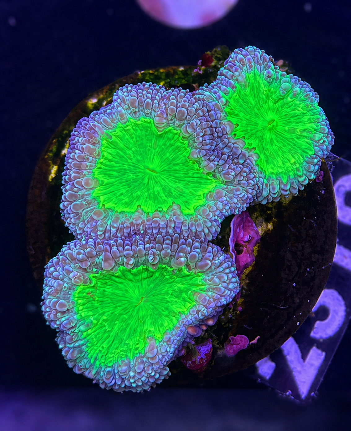 FMC Blastomussa wellsi