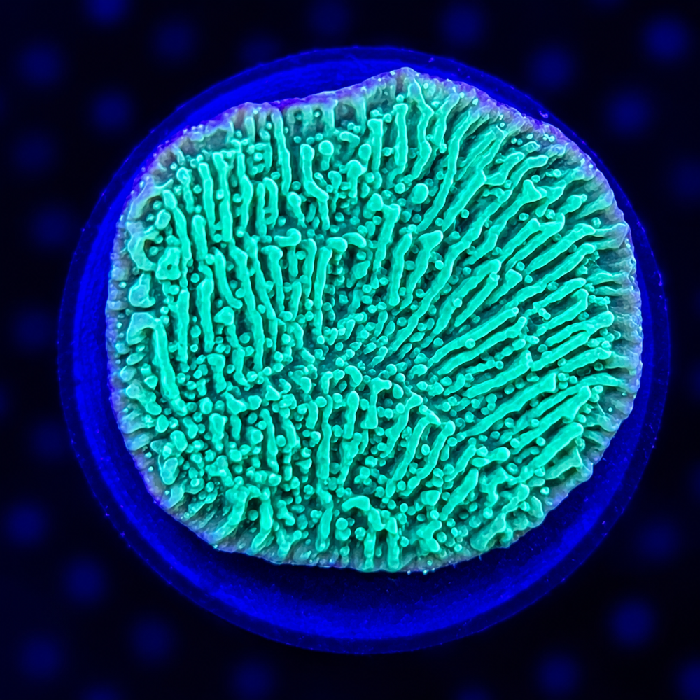FMC Montipora Plating Green + Coral Mount V
