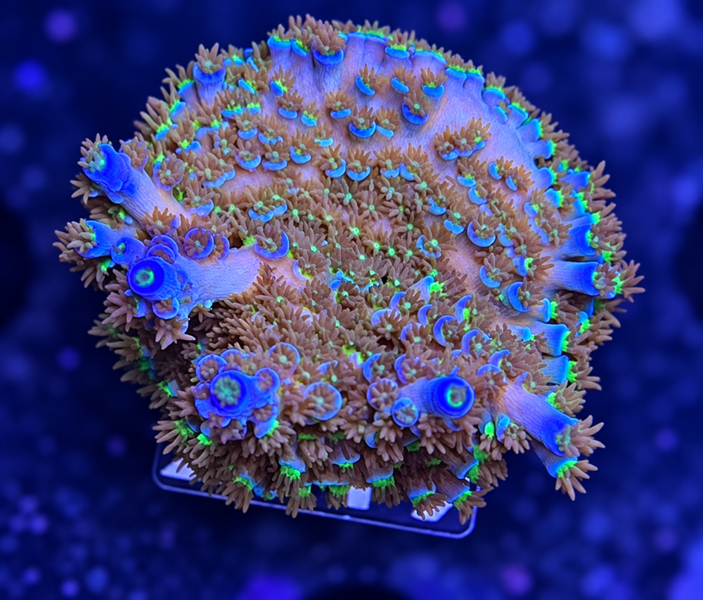 SciReef Acropora kenti Grade 1 Twin