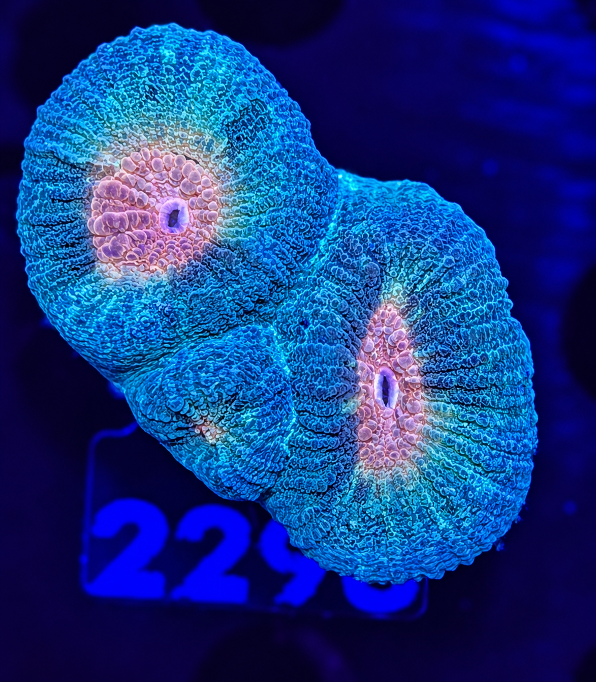 FMC Goniastrea orange center