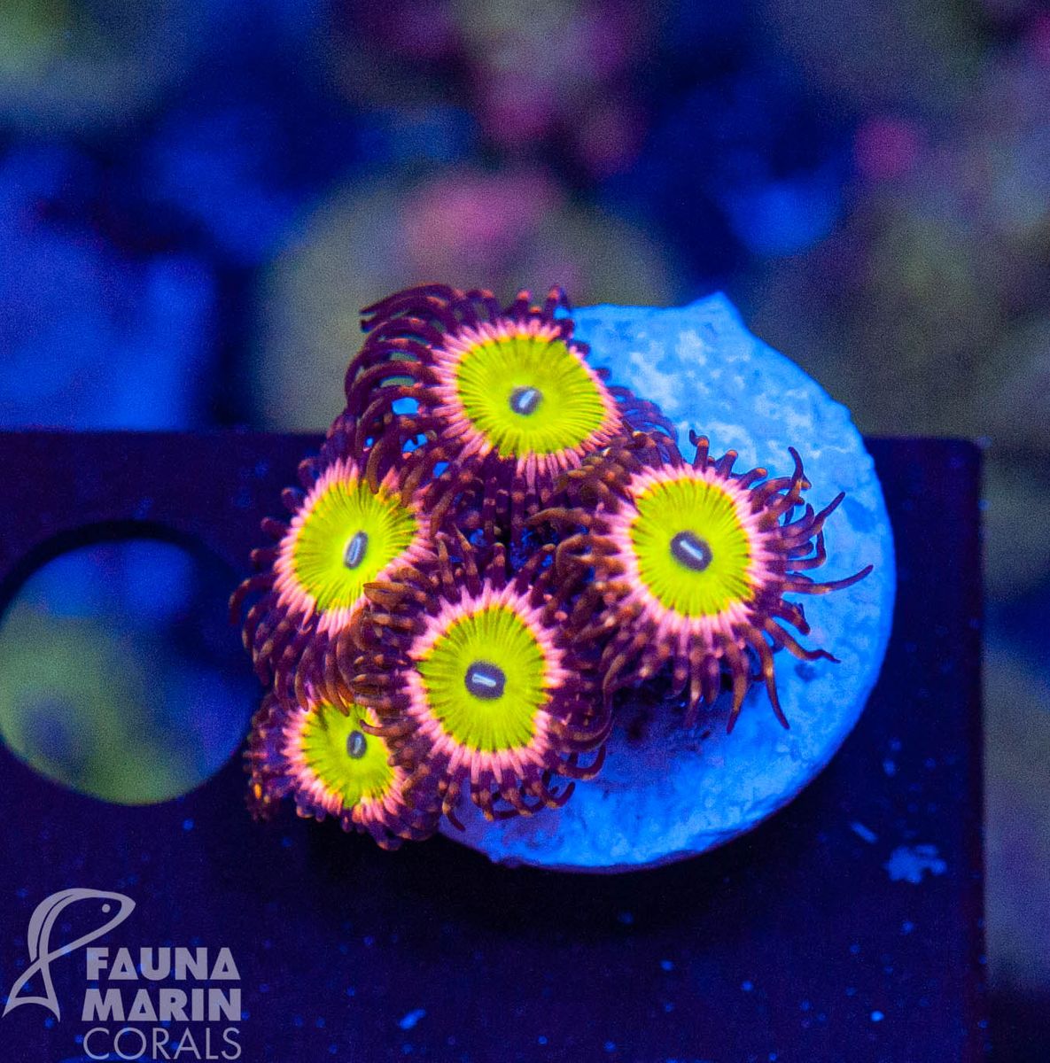 FMC Zoanthus candy apple pink 2-3 Polypen V