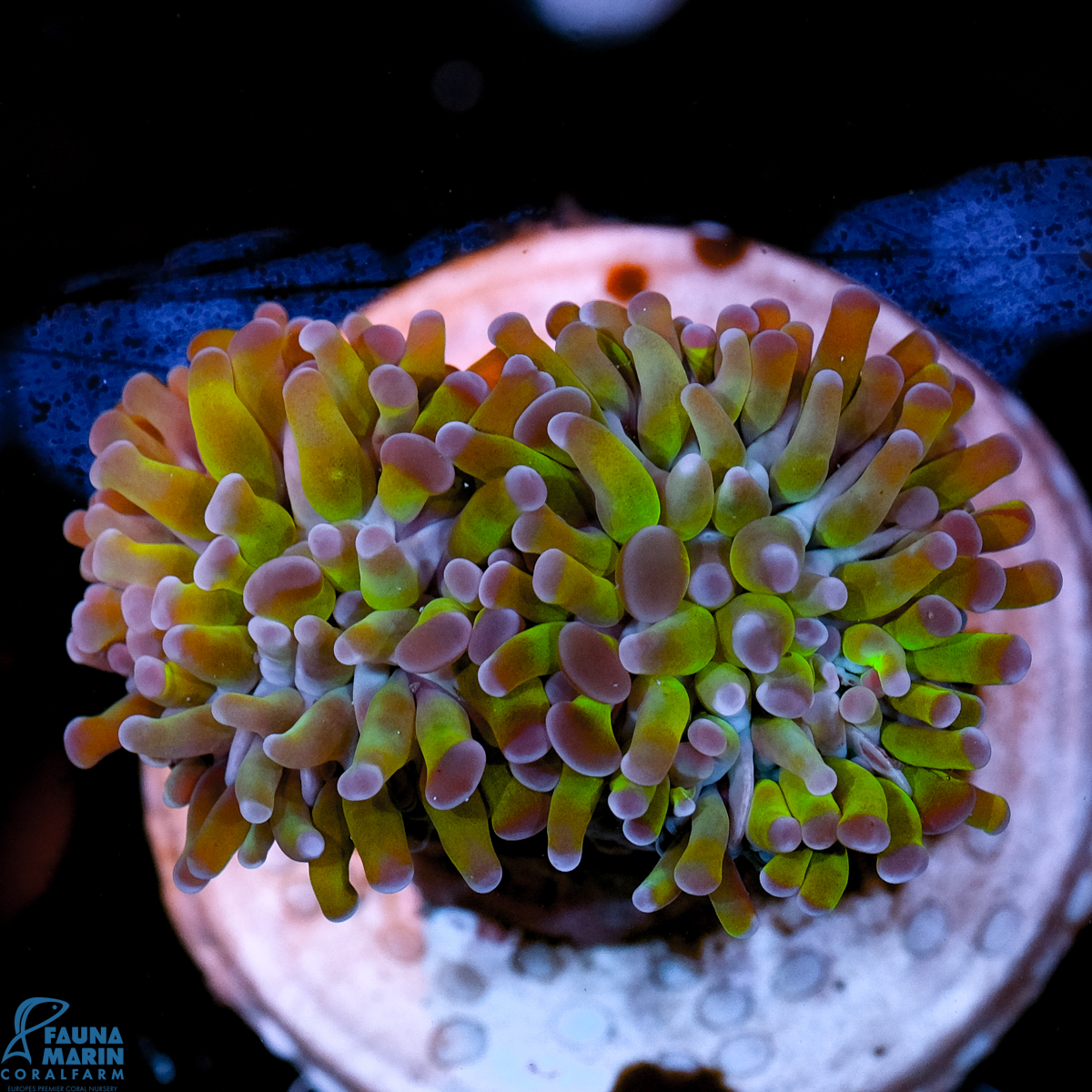 FMC Euphyllia paraancora Purple tips V