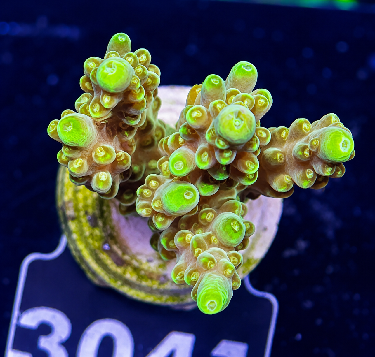 FMC Acropora sp