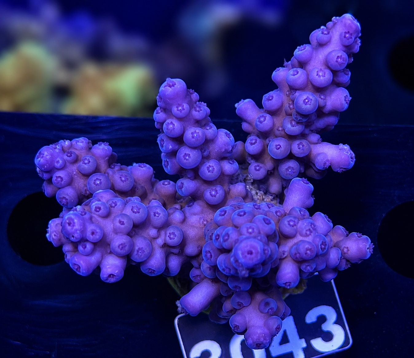FMC Acropora austera Electric Miyagi