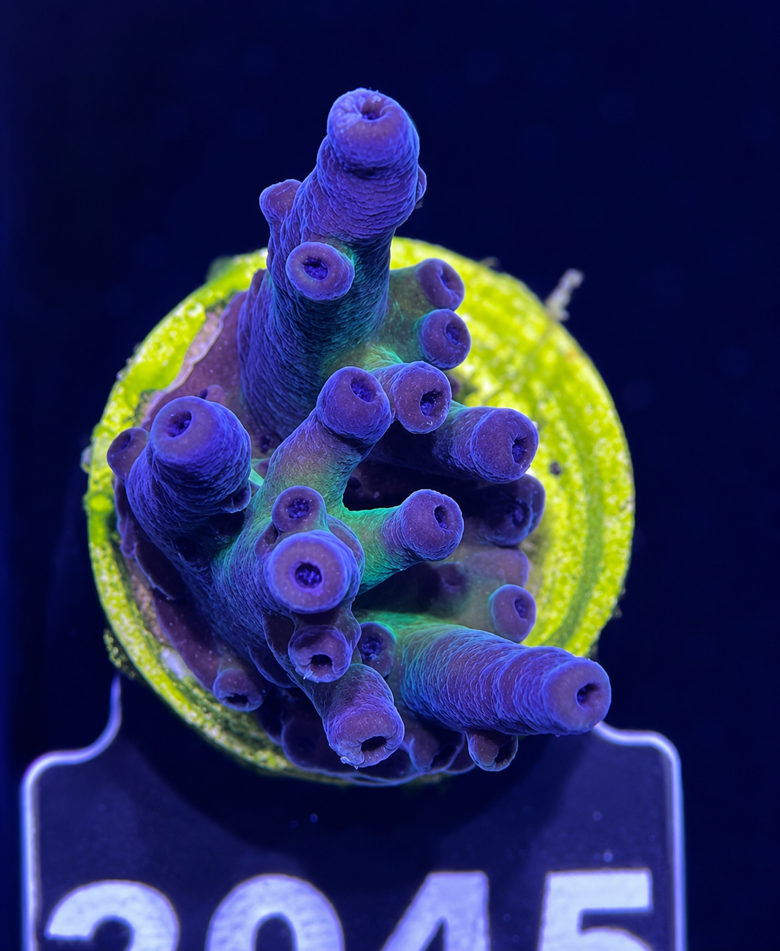 FMC Acropora austera stretched