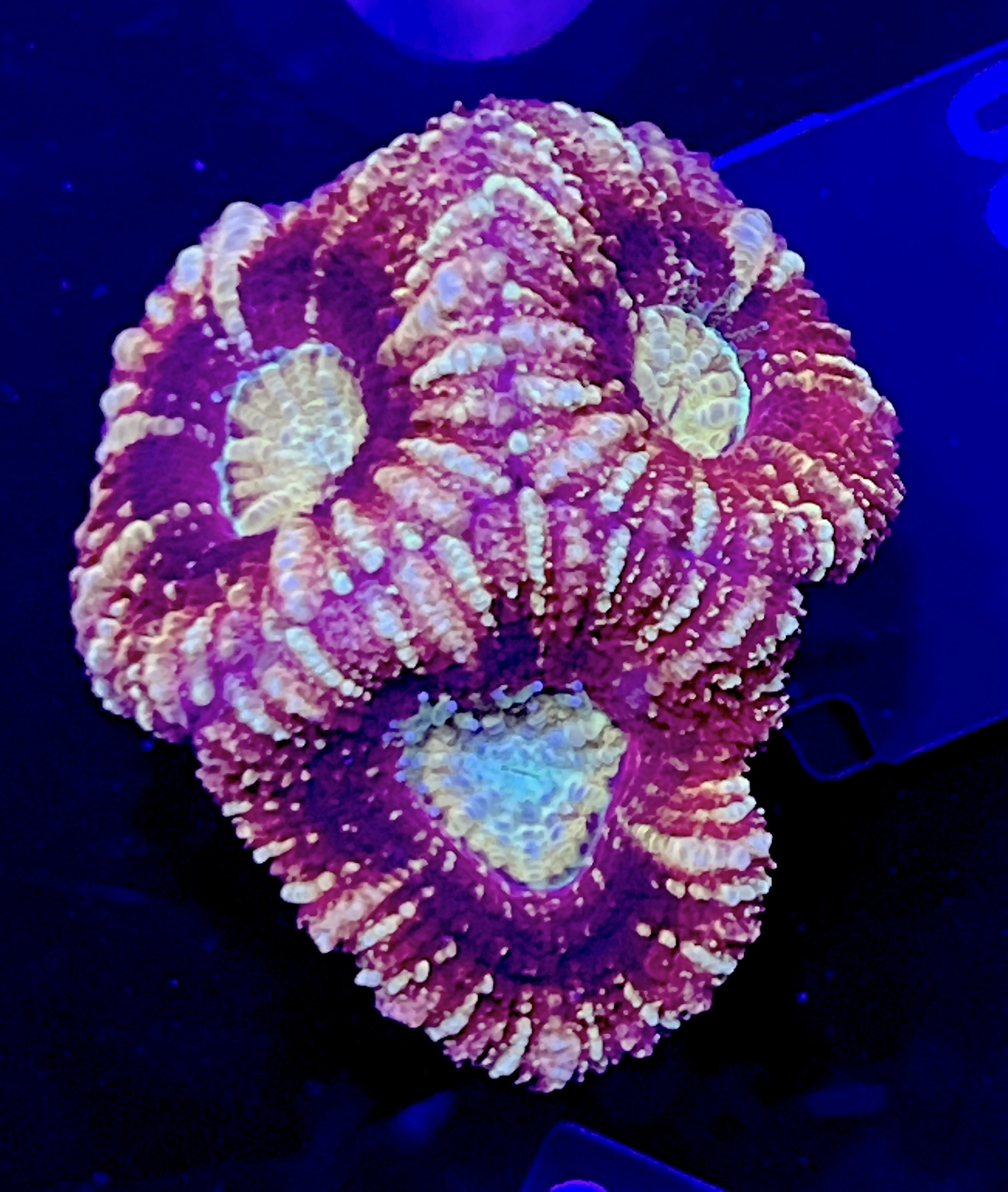 FMC Acanthastrea maxima
