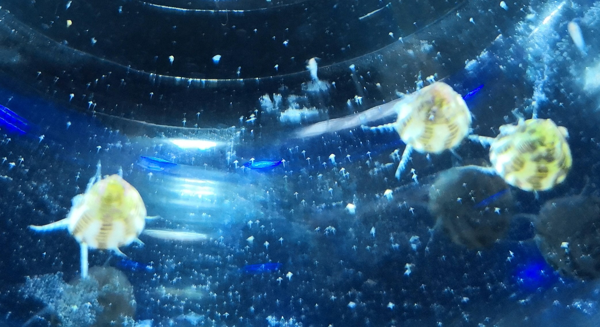 Trochus Sp. Algenschnecke - 5 Stück - DEUTSCHE NACHZUCHT
