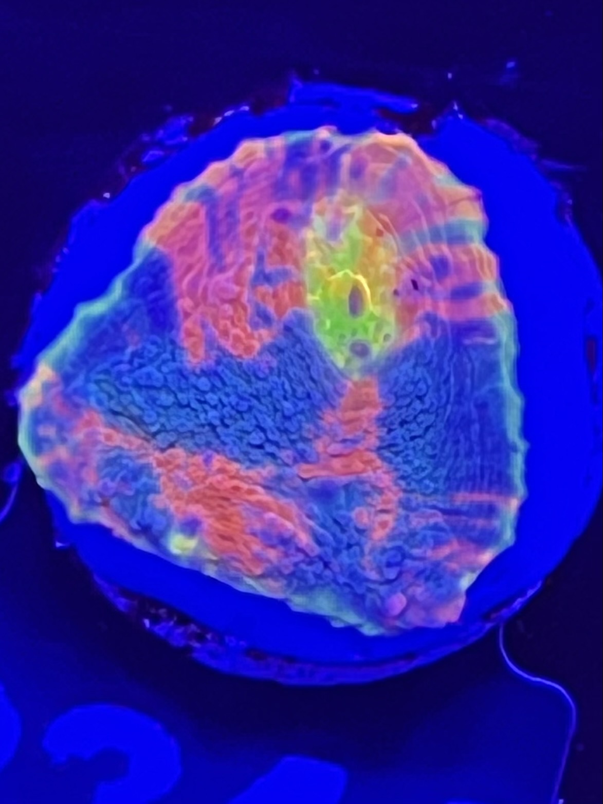 FMC Chalice flaming bugatti